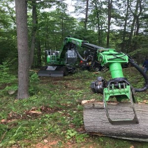 Tree Services